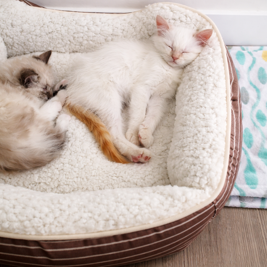 Sky and Angel, the two Pawsfull cats