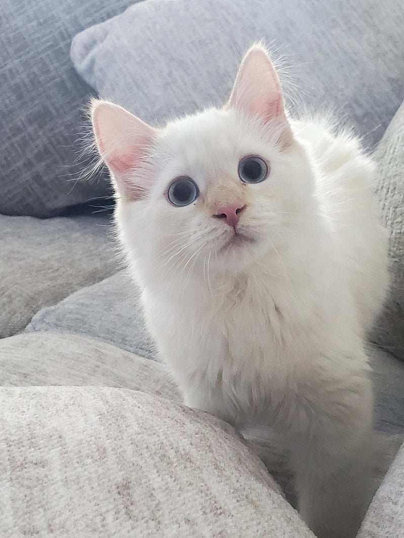 Sky the cat looking up with big blue eyes