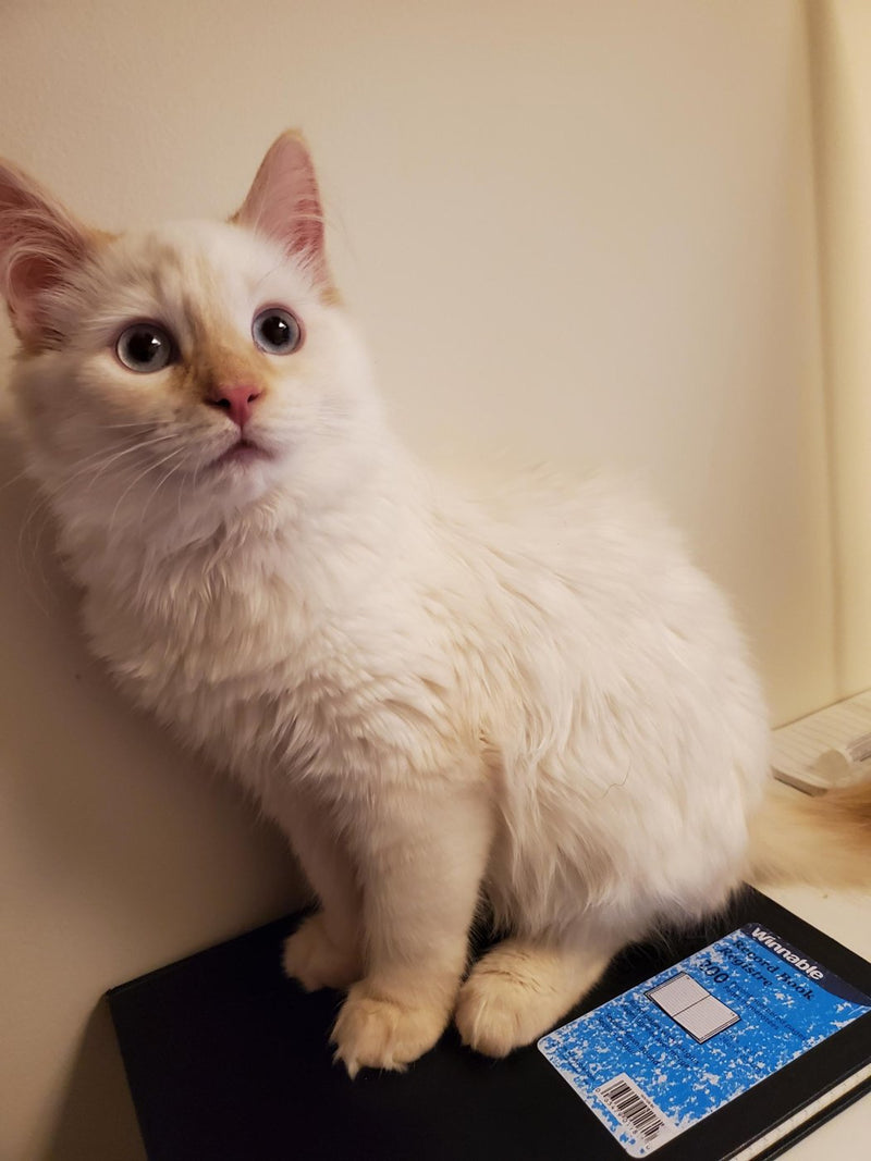 Sky the tabby cat posing for a portrait on National Cat Day