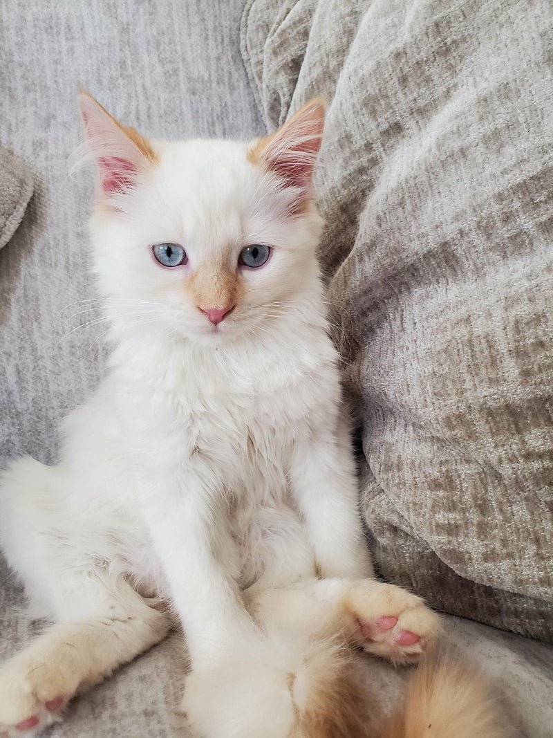 Sky's toe beans, the paws cats use to knead and make biscuits